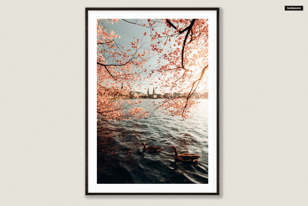 Premium poster Hamburg - cherry blossoms on the Alster